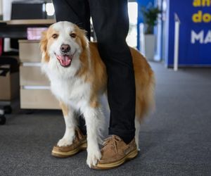 Pies w pracy - jak czworonożny przyjaciel wpływa na nasze samopoczucie?