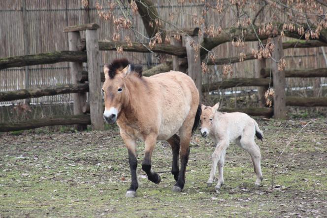 Mały konik Przewalskiego w Warszawskim ZOO