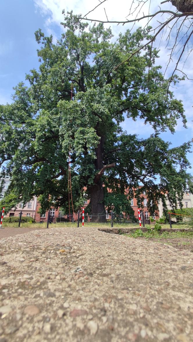 dąb Bolek pod okiem specjalistów