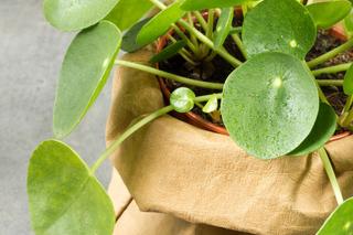 Pilea peperomioides, czyli kwiat pieniążek