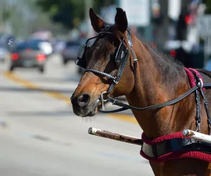 Huknął autem w konia. Martwego zwierzęcia nie zauważył inny kierowca i doszło do nieszczęścia! 