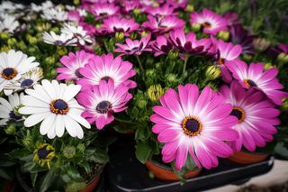 Osteospermum - Osteospermum ecklonis
