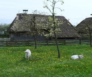 Muzeum Wsi Mazowieckiej - skansen w Sierpcu