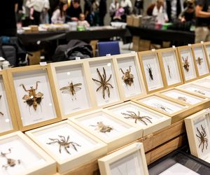 Targi egzotyki w Katowicach