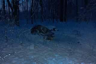 Tarnów. Dwaj bezdomni próbowali przetrwać mroźną noc w prowizorycznym namiocie