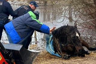 Pod koniem zarwał się lód. Dramatyczna walka o życie zwierzęcia