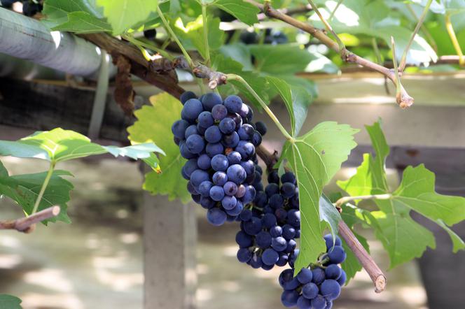 Pogoda w tym roku nie sprzyja uprawie winorośli