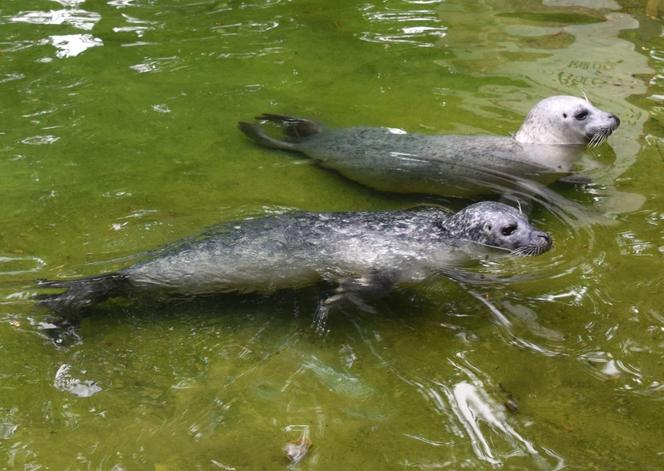 Foki pospolite w płockim zoo