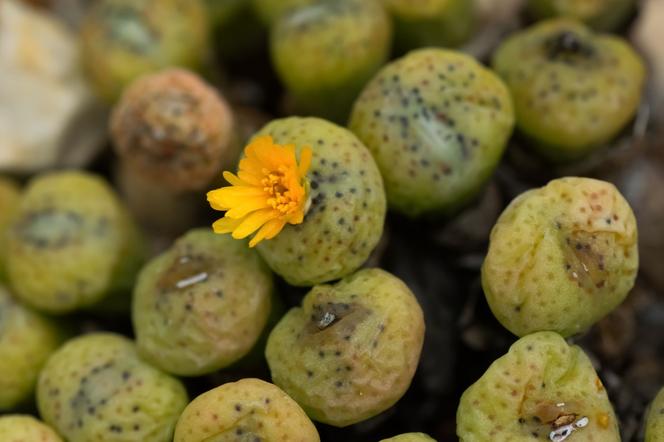 Conophytum