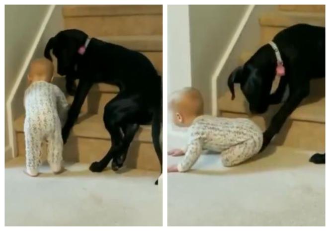 Niemowlę próbuje wspiąć się po schodach. Zobacz, co zrobił ten pies!