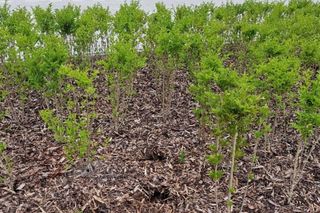 Kradzieże roślin w parku nad POW