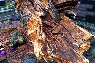 Powalone drzewo na Cmentarzu Centralnym w Szczecinie