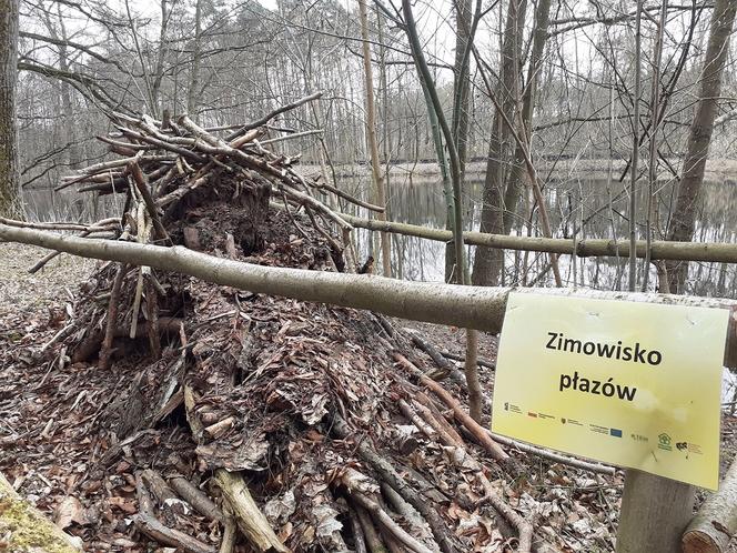 Ochrona żab na Barbarce