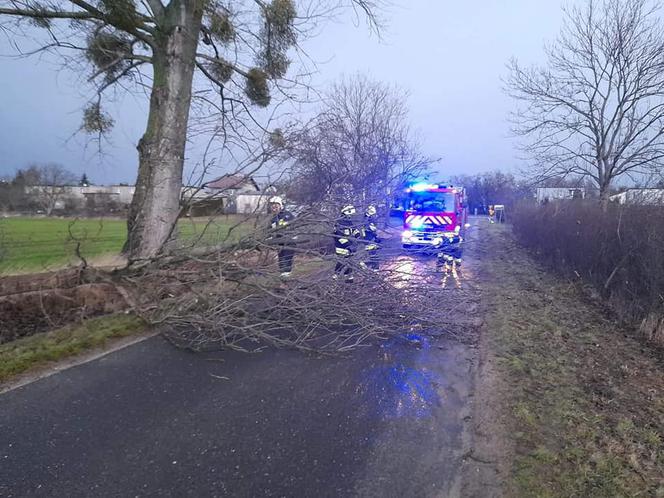 Drzewa na samochodach, zerwane dachy, brak prądu. Skutki wichury w Toruniu i okolicach