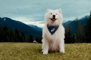 Badanie ASICS: Najlepszy przyjaciel człowieka najlepiej motywuje do ruchu