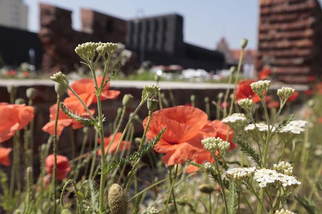 Zrób zdjęcie miejskiej łące… i wygraj nagrody! Gdańsk ogłasza konkurs fotograficzny