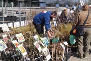 Wiosenny Kiermasz Ogrodniczy w Bydgoszczy [ZDJĘCIA]