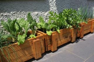 warzywa-na-balkonie