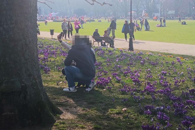 Niszczenie krokusów na Jasnych Błoniach