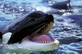 Wściekłe ORKI atakują turystów! Inwazja w hiszpańskich kurortach