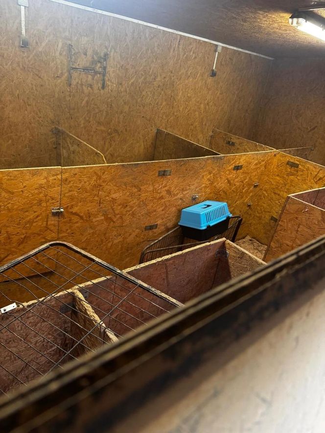 Skandal w pseudohodowli pod Krakowem! Psy żyły we własnych odchodach. Właścicielce grozi więzienie