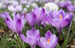 Krokus