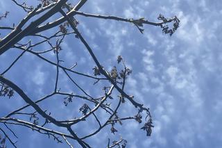 Przemarznięte orzechy włoskie wypuszczają już liście - zdjecia maj 2024