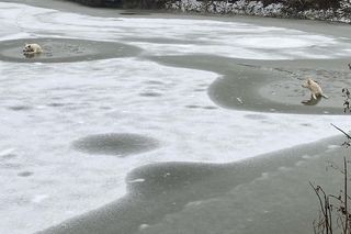 Tafla lodu zarwała się pod psami! Na ratunke ruszyli strażacy [ZDJĘCIA]