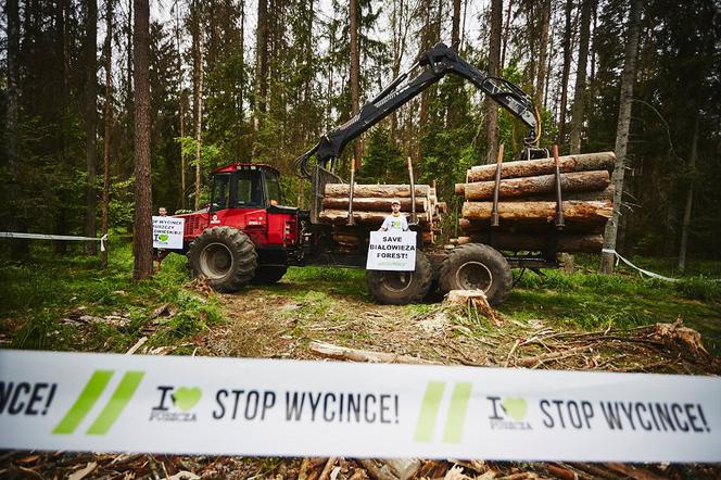 Aktywiści Greenpeace i Dzikiej Polski blokowali wycinkę drzew w Puszczy Białowieskiej [GALERIA]