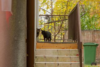 Wszystkie koty prezesa Jarosława Kaczyńskiego