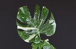Monstera deliciosa 'Thai Constellation'