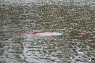 Co za pech! Samochód widmo stoczył się do jeziora. Jak do tego doszło? [ZDJĘCIA]