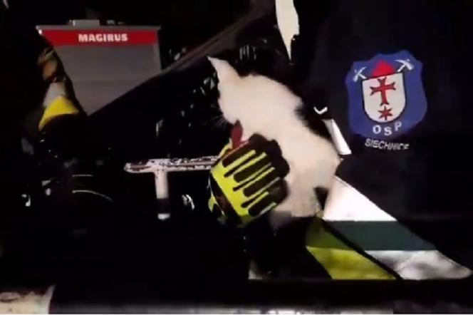 Strażacy z OSP Siechnice uratowali kotka