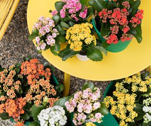 Kalanchoe Blossfelda