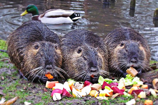 Nutrie w Rybniku jednak przeżyją?