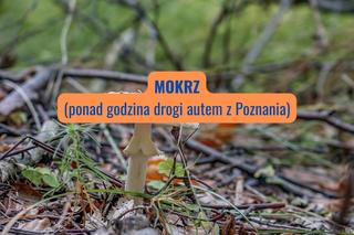 Mokrz (powiat szamotulski)