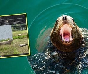 Foka w wielkim mieście. Niecodzienny gość w Szczecinie