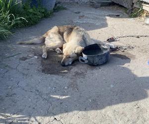 Pies słaniał się na nogach. Wstrząsająca interwencja Inspektoratu OTOZ Animals Braniewo [ZDJĘCIA]