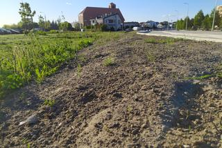 Teren łąki kwietnej przy remontowanej ul. Monte Cassino oraz postępy remontu - ZDJĘCIA