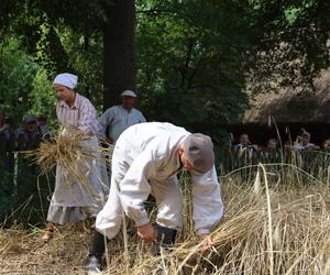 Tak wyglądało kiedyś żniwowanie na polskiej wsi