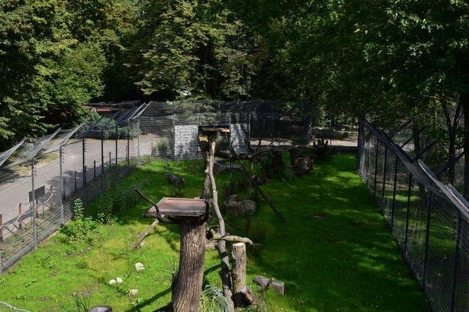 W chorzowskim ZOO otwarto właśnie nowe wybiegi dla rysi i rosomaków