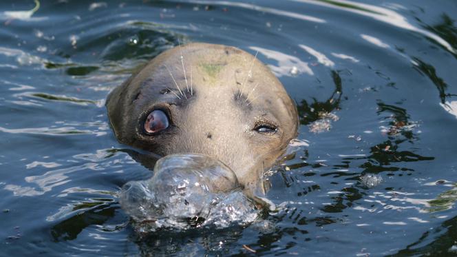 Warszawska foka świętuje 40 urodziny! Ma szesnaścioro wnucząt! [FOTO]
