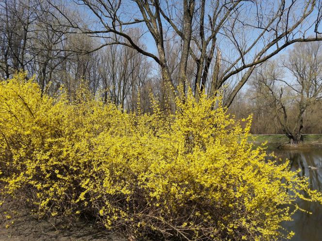 Ogród Botaniczny w Zabrzu