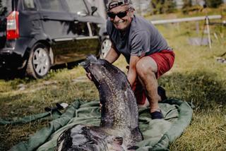 Ryba większa od wędkarza! Gigantyczny sum z sądeckich stawów wyłowiony po dwóch godzinach walki