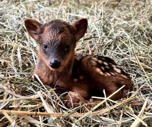 Co za słodziak! Mały jelonek w warszawskim zoo robi furorę. Ma już imię!