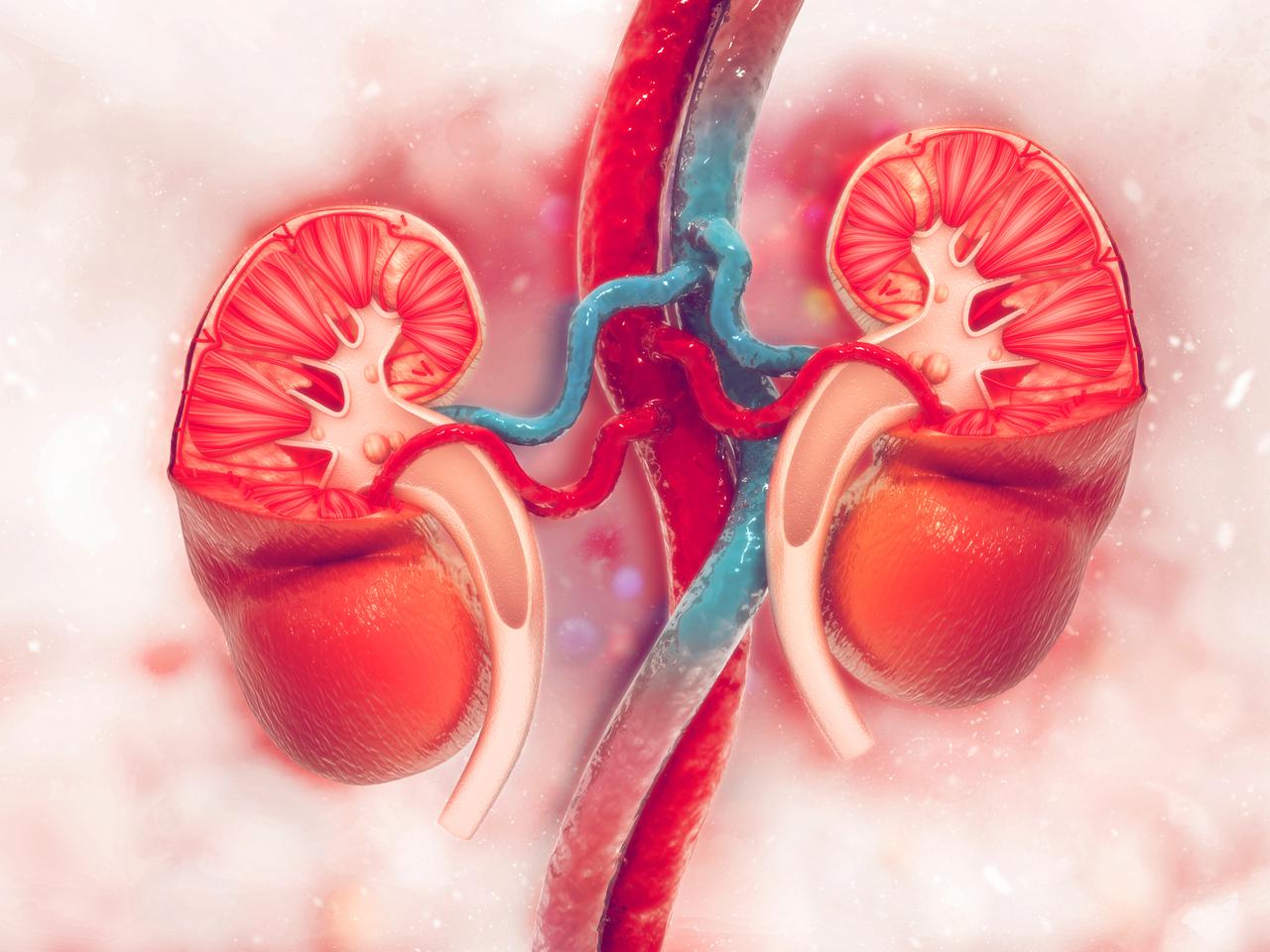 Jak starzeją się nerki?