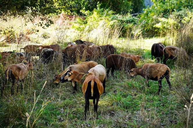 Owce kaukaskie zatrudnione do koszenia trawy w Katowicach