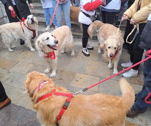 33. Finał WOŚP z grupą krakowskich Golden Retrieverów