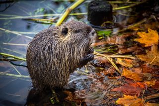 Trwa polowanie na nutrie w Rybniku. Wolontariusze wyłapują zwierzęta by je ocelić