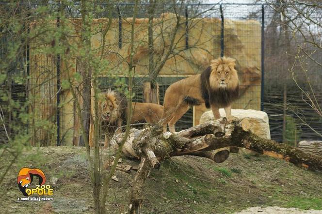 Lwy z opolskiego zoo